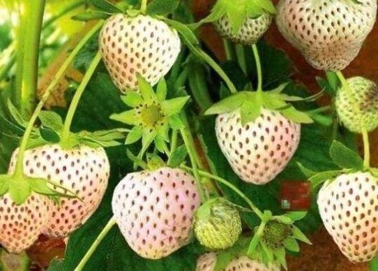 世界名字最奇葩的十大水果,蛋黃果能鎮(zhèn)靜止痛、菠蘿莓備受時(shí)尚界寵愛