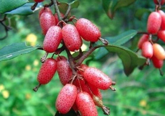 世界名字最奇葩的十大水果,蛋黃果能鎮(zhèn)靜止痛、菠蘿莓備受時(shí)尚界寵愛
