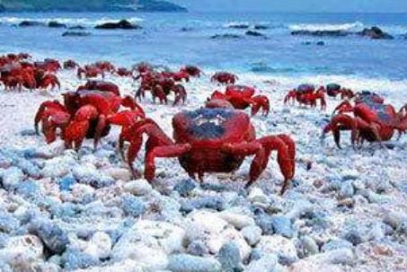盤點世界五大被小動物占領的小島 哥斯達黎加有一個“狗島”