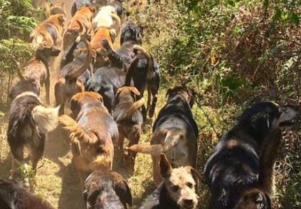 盤點世界五大被小動物占領的小島 哥斯達黎加有一個“狗島”