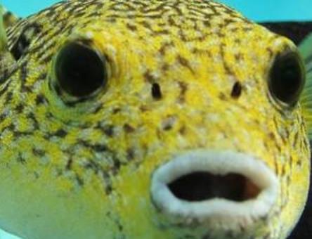 地球五大最可愛(ài)動(dòng)物 尖嘴魚(yú)與海馬和海龍是同一族生物