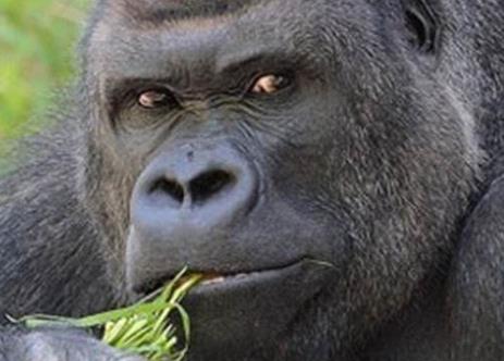 五大高智商動物排行 最聰明的動物當然是人