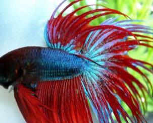 世界上最漂亮的魚(yú) 五彩博魚(yú)觀(guān)賞性極強(qiáng)