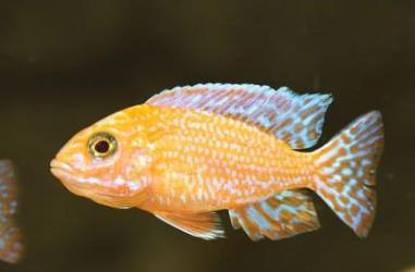 世界上最漂亮的魚(yú) 五彩博魚(yú)觀(guān)賞性極強(qiáng)