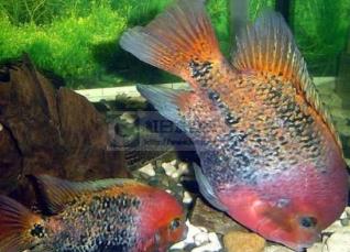 世界上最漂亮的魚(yú) 五彩博魚(yú)觀(guān)賞性極強(qiáng)