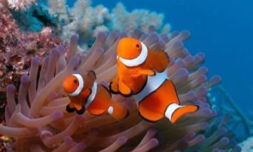 世界上最漂亮的魚(yú) 五彩博魚(yú)觀(guān)賞性極強(qiáng)