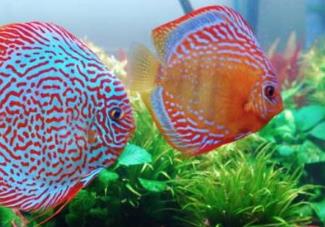 世界上最漂亮的魚(yú) 五彩博魚(yú)觀(guān)賞性極強(qiáng)