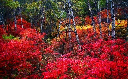 2018嵩山紅葉節(jié)什么時間 嵩山紅葉節(jié)時間