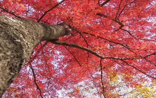 2018嵩山紅葉節(jié)什么時間 嵩山紅葉節(jié)時間