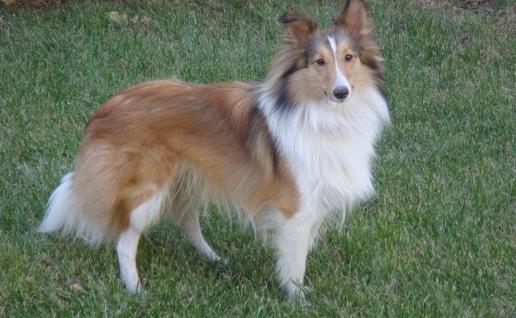 狗狗智商排名 什么狗最聰明 邊境牧羊犬能達10歲孩子智商