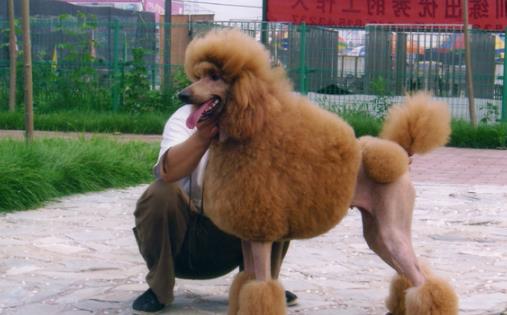 狗狗智商排名 什么狗最聰明 邊境牧羊犬能達10歲孩子智商
