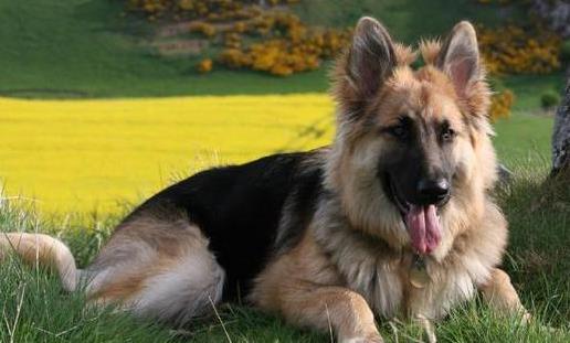 狗狗智商排名 什么狗最聰明 邊境牧羊犬能達10歲孩子智商
