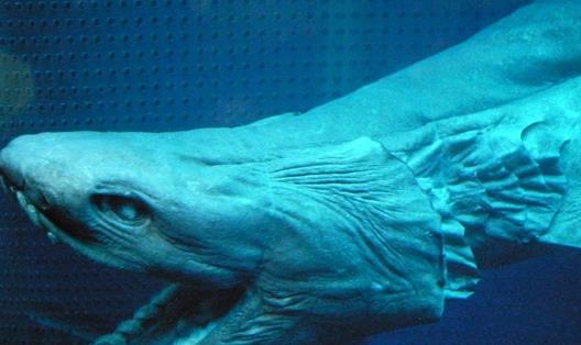 世界十大最可怕的鯊魚 雌性牛鯊能達(dá)230公斤重