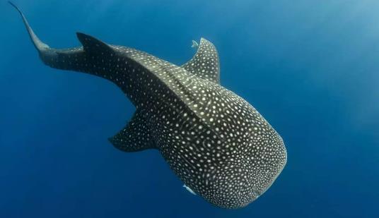 世界十大最可怕的鯊魚 雌性牛鯊能達(dá)230公斤重