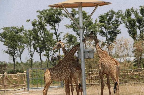 鹿小丁旅游讓你了解動物、保護動物,從而改善城市生態環境!
