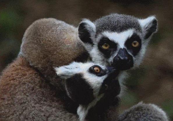 鹿小丁旅游讓你了解動物、保護動物,從而改善城市生態環境!