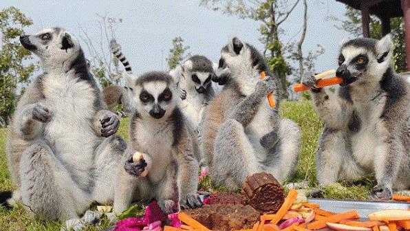 鹿小丁旅游讓你了解動物、保護動物,從而改善城市生態環境!