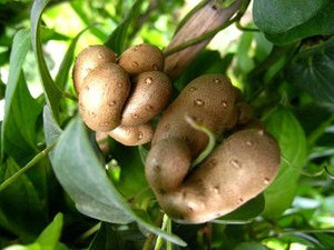 山藥豆的營養(yǎng)價(jià)值