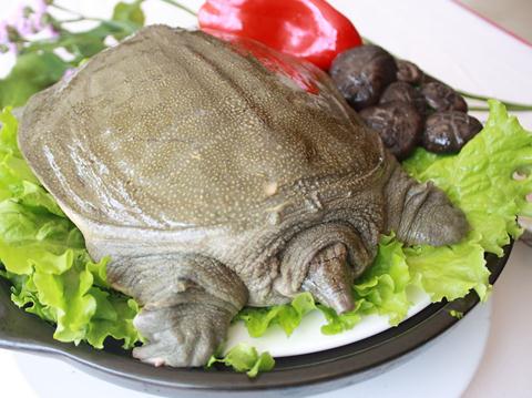 吃甲魚有什么好處?甲魚的營養價值