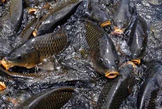 鯉魚的營(yíng)養(yǎng)價(jià)值-鯉魚的功效與作用