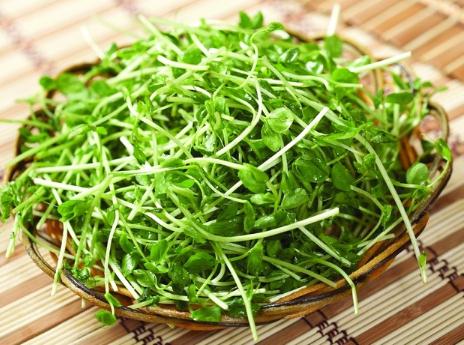 豆苗的功效與作用-豆苗的營養價值