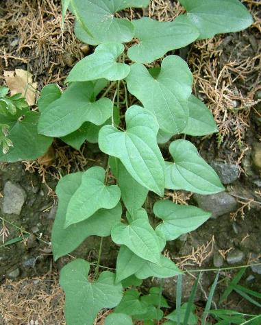 ɽĠI(yng)B(yng)r(ji)ֵ-ɽĹЧc