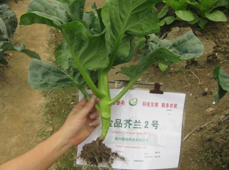 吃芥藍好嗎?芥藍的營養價值、功效與作用