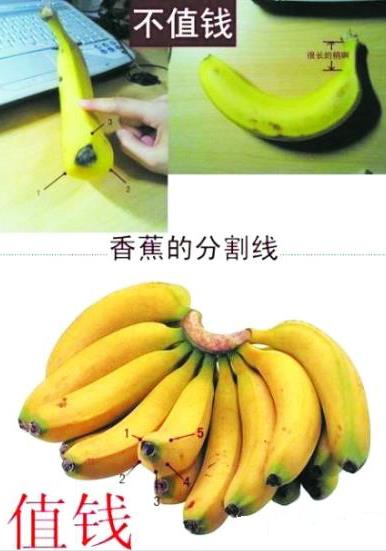 是香蕉還是芭蕉?芭蕉和香蕉的區別