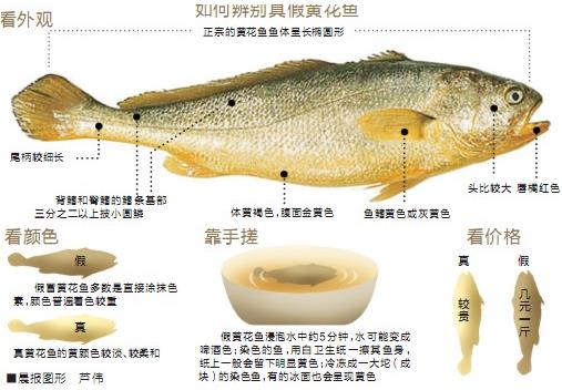 黃花魚選購技巧:教你如何辨別“染色黃花魚”