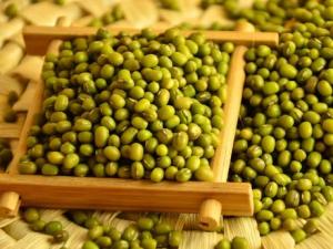 怎樣識(shí)別綠豆的好壞？如何挑選優(yōu)質(zhì)綠豆