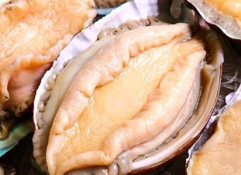 鮑魚要冷凍還是冷藏?鮑魚是頭多好還是頭少好?