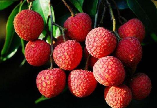 荔枝放冰箱變黑后怎么處理?荔枝放冰箱會(huì)不會(huì)變黑?