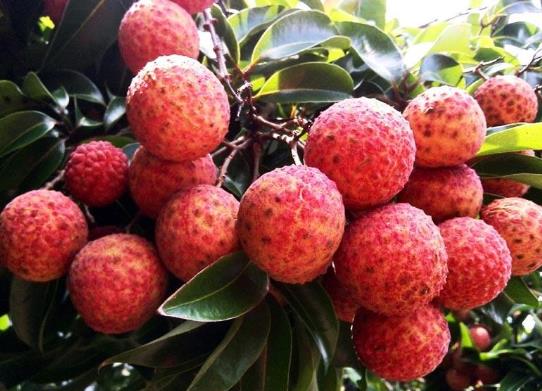 荔枝放冰箱變黑后怎么處理?荔枝放冰箱會(huì)不會(huì)變黑?