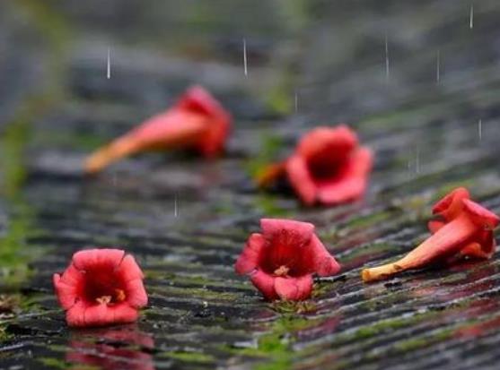 梅雨季節(jié)是什么時(shí)間,在什么節(jié)氣之間,梅雨季節(jié)分布在哪些省