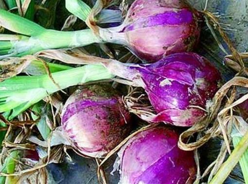 自己種的洋蔥為什么會黃化干枯?怎么預防洋蔥干枯?