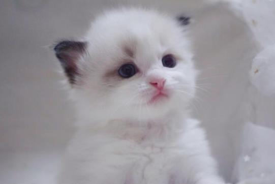小奶貓一天喂兩頓可以嗎?剛出生20天的小貓可以送人嗎?