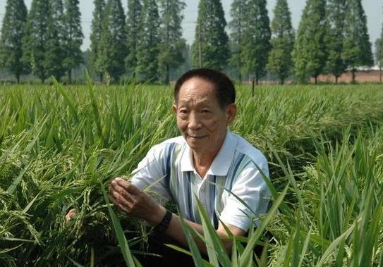 雜交水稻的栽培技術(shù)?雜交水稻什么時(shí)候問(wèn)世的?