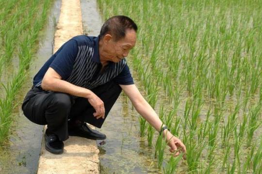 雜交水稻的栽培技術(shù)?雜交水稻什么時(shí)候問(wèn)世的?