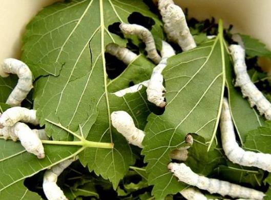 蠶變成飛蛾后怎樣讓它產(chǎn)卵?蠶寶寶什么時候吐絲結(jié)繭?