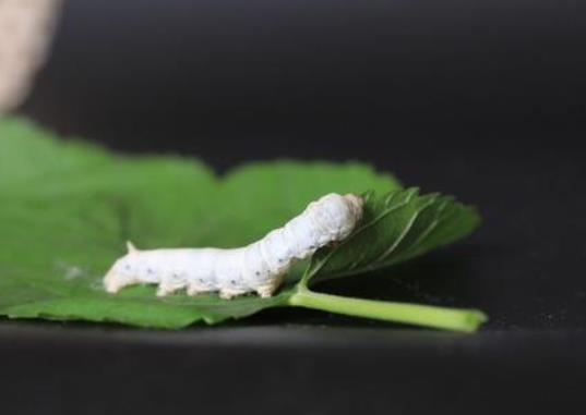 蠶寶寶變成飛蛾后還需要吃東西嗎?怎么養蠶寶寶才不會死?