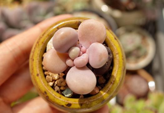 桃蛋葉片變尖了怎么補救?桃蛋變成綠色了怎么辦?