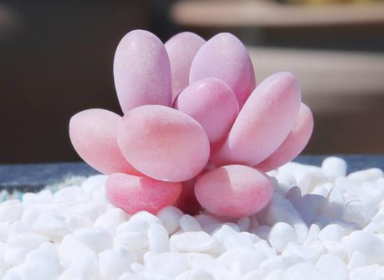 桃蛋葉片變尖了怎么補救?桃蛋變成綠色了怎么辦?