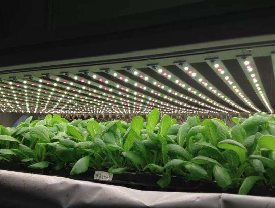 植物補光燈能給君子蘭用嗎?植物補光燈能促進開花嗎?
