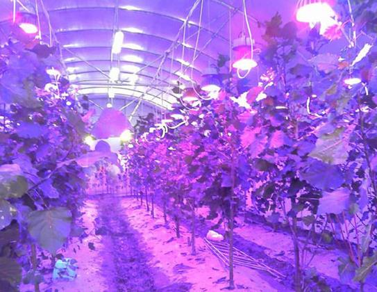 植物補光燈能給君子蘭用嗎?植物補光燈能促進開花嗎?