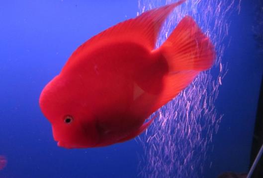 鸚鵡魚多久產一次卵?鸚鵡魚身上有白點怎么辦?