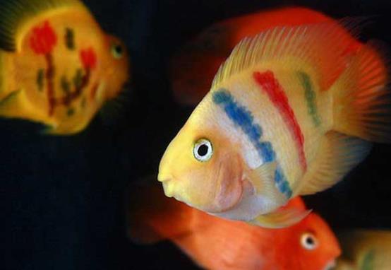 鸚鵡魚怎么不游上來吃?鸚鵡魚會攻擊錦鯉嗎?