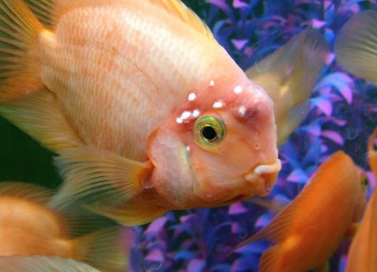 鸚鵡魚身上的白點可以擦嗎?鸚鵡魚產卵要撈出來嗎?