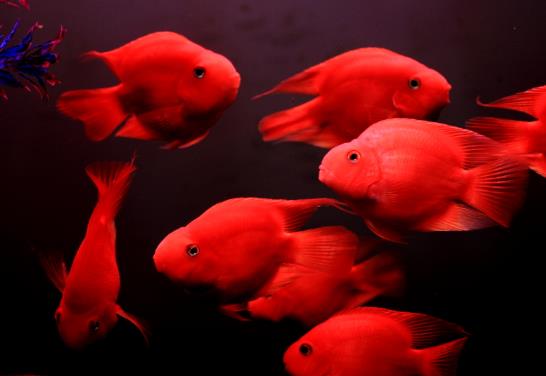 鸚鵡魚嘴腫了是什么原因?鸚鵡魚好養活嗎?