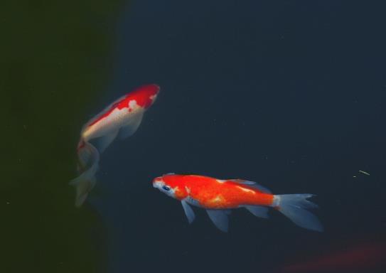 家養(yǎng)的錦鯉怎么喂長(zhǎng)得快?怎么看錦鯉健不健康?