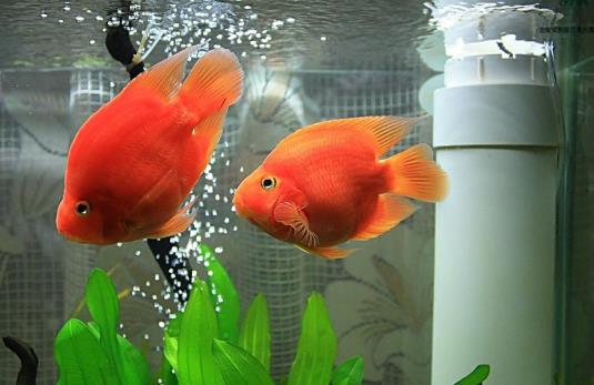 鸚鵡魚身上的白點可以擦嗎?鸚鵡魚產卵要撈出來嗎?